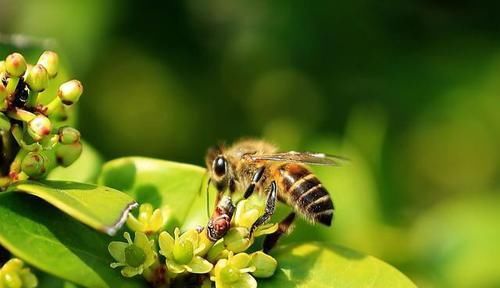 唐不知名诗人写现实一首诗，借蜜蜂的勤劳讽刺不劳而获，堪称经典