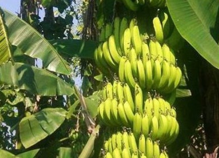 香蕉|普通黄香蕉缓解贫血,避免感冒,这几个种植技巧你知道吗