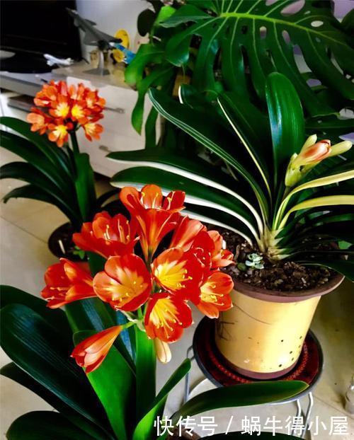 春天给君子兰换盆，选择花盆有讲究，用对了越养越旺