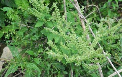 癞蛤蟆草|被误解最深的野菜,叶子长满疙瘩却价值珍贵,炒鸡蛋是一绝
