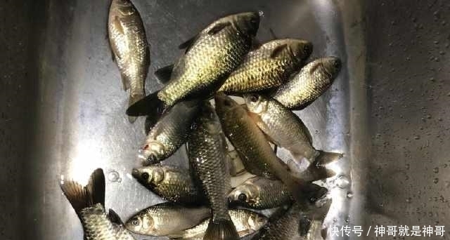 长江怪鱼|除害,村里小河湾,钓起四十多斤长江怪鱼,没人知道从何而来