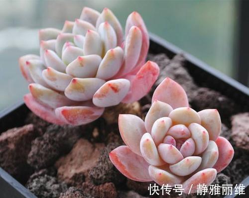 露养的多肉浇水后,叶子发软奄奄一息,多半是3个原因导致