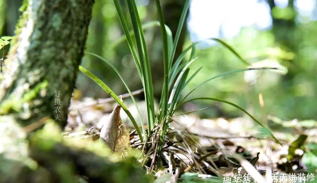 兰花喜酸还是喜碱?很多兰友虽明白,却都做错了