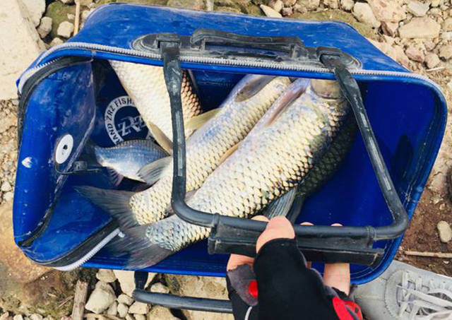 和网鱼|野河资源就是好!看看这些大鱼,感觉在这里钓鱼能让人发家致富