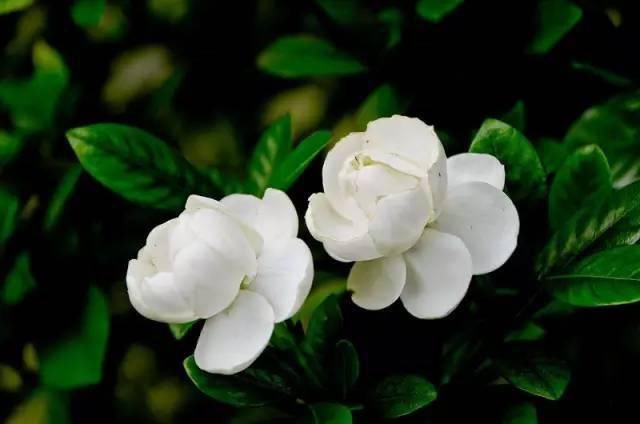 送给那些养花，却总是把花养死的人