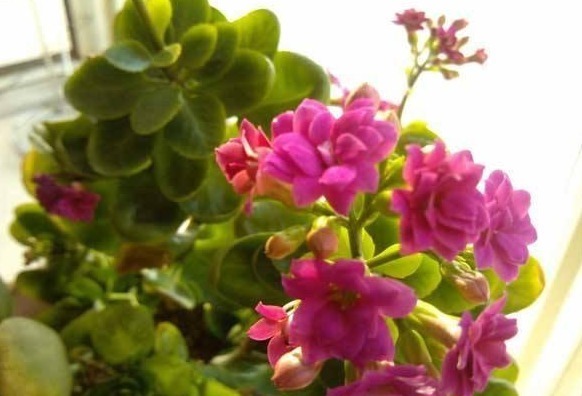 给长寿花浇一点这玩意,枝叶翠绿不发软,花苞满枝头!