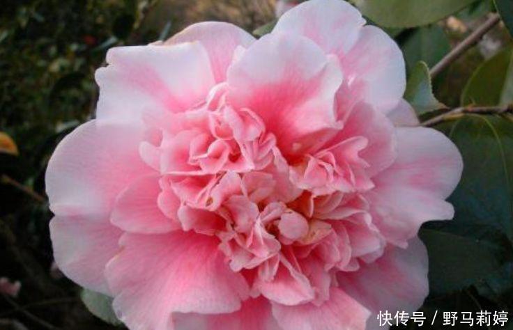 芹菜花|4种花很漂亮,好养易活能爆盆,花色鲜艳夺目,花朵美艳迷人