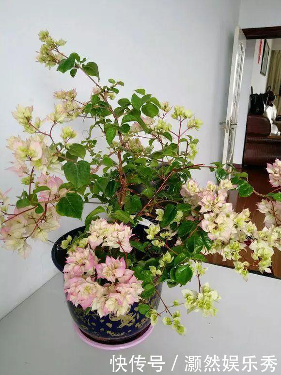 三角梅春天有“4喜”,做好了花叶一起窜,开满一树花