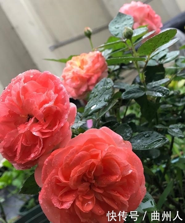 诺娃阳台,盆栽绿植新宠,叶色油亮有光,花朵美又香,四季开不断