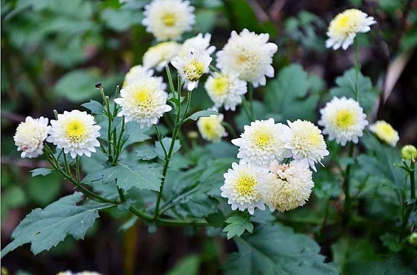  菊花|旺苍2000亩菊花吐蕊盛开，观赏正当时......