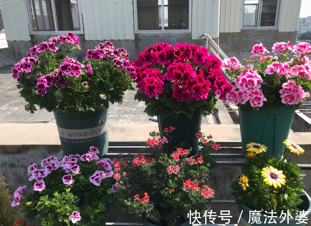 枝条|冬天“扦插”4种花,正是好时机,生根快,成活率高,容易的很