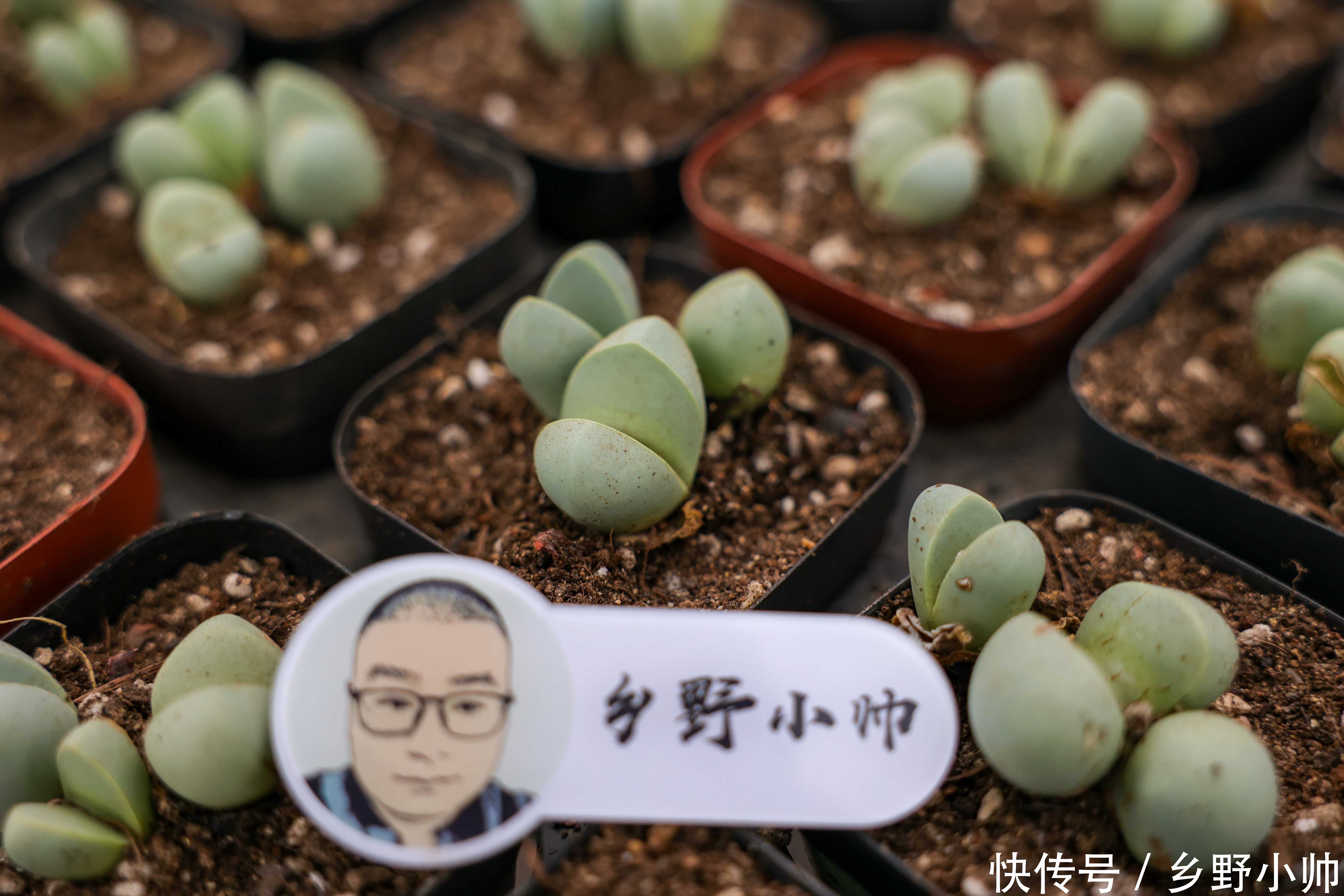 多肉植物|下边几种多肉，叶片很小，状态却美翻了