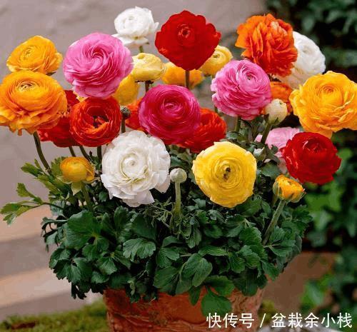 这种花，把根扔在土里就能活，一根能发十盆