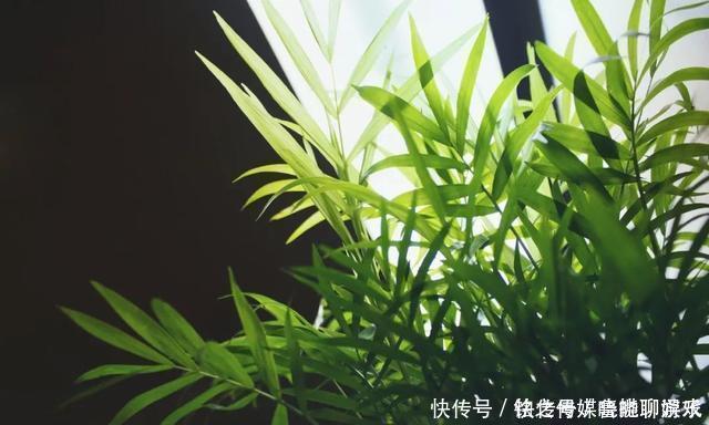 养花|用自来水、雨水、桶装水和凉开水养花的差别,哪种水养花最好呢