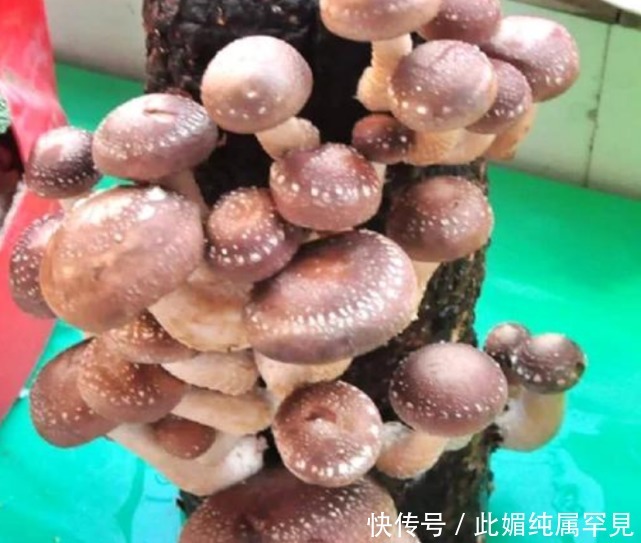 阳台种上“4种菜”,长得快结果多,随吃随摘,不用出门买!