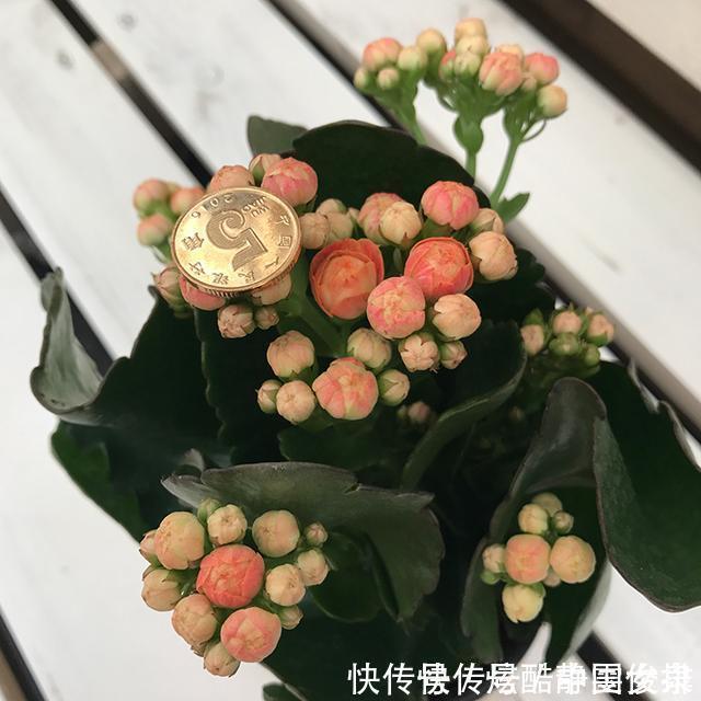 长寿花|长寿花里的“5个经典品种”，各有各的美，看完都想养一盆