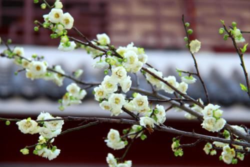 云南普洱：初春赏花好地方