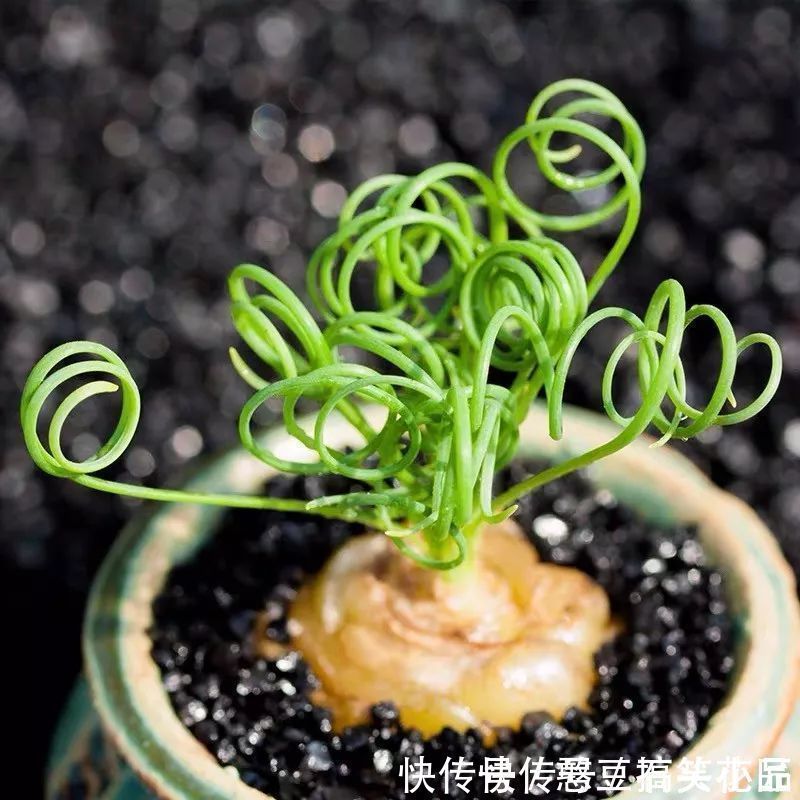 此5种植物，叶子“奇特”又漂亮，养在家里大气、又好看