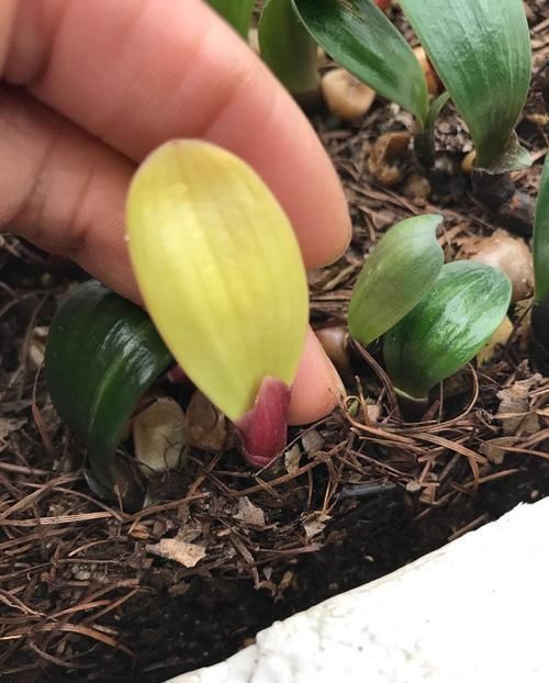 君子兰黄叶烂根不开花,所有养护问题都在这了,学会了花开灿烂