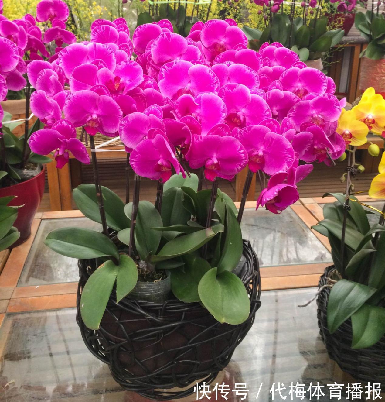 蝴蝶兰被扔路边,捡回去能养活吗?按这4点操作,开花长叶子易