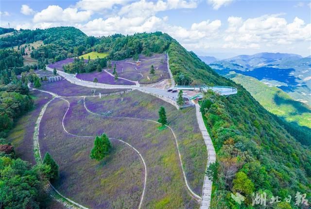 巴东|巴东野三关高山森林花海醉游人