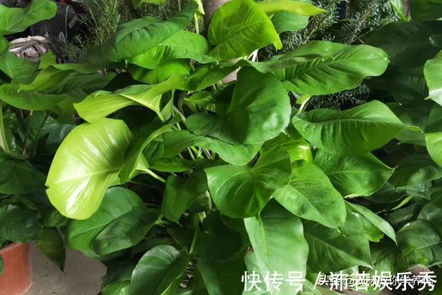 叶片儿|死记硬背“大叶绿萝”的“3喜3怕”,还愁养不好