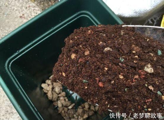 春天换盆“旧土”怎么办加2种“东西”，养花肥沃疏松，能爆盆