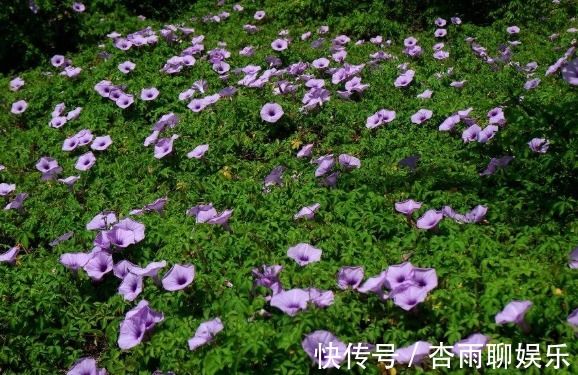 生命力|院子里长出这5种草,看到就铲除别犹豫,留下会“后患无穷”