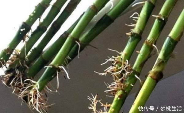 生根|这三种花不用等,现在扦插越热生根越快,再晚又要等到明年了