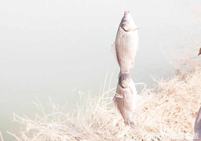 钓友们|细节决定渔获,蓝鲫钓效差,是因为你没注意这些