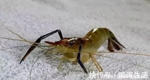 鲤鱼最爱吃什么野钓多年终于得出答案,五种鲤鱼无法抗拒的好物