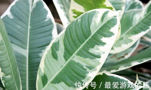 这7种绿植是空气净化小能手,很适合养在室内,美观又增氧