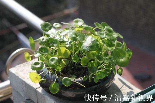 新叶|铜钱草造型不受控制直接剪成光头，加点特效肥，没几天长新叶