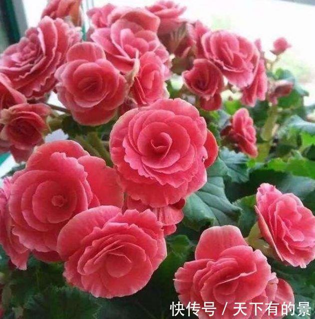 女生必养“3种花”,花朵漂亮又好养,满屋子飘香,心情好