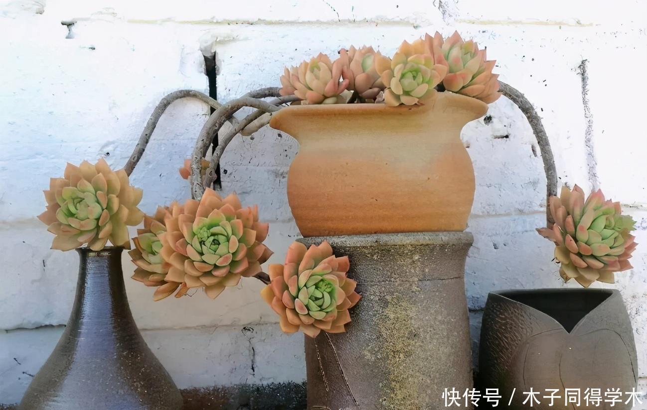 韵味|用这些“物件”当容器养花,打造漂亮花园,看上去更有韵味