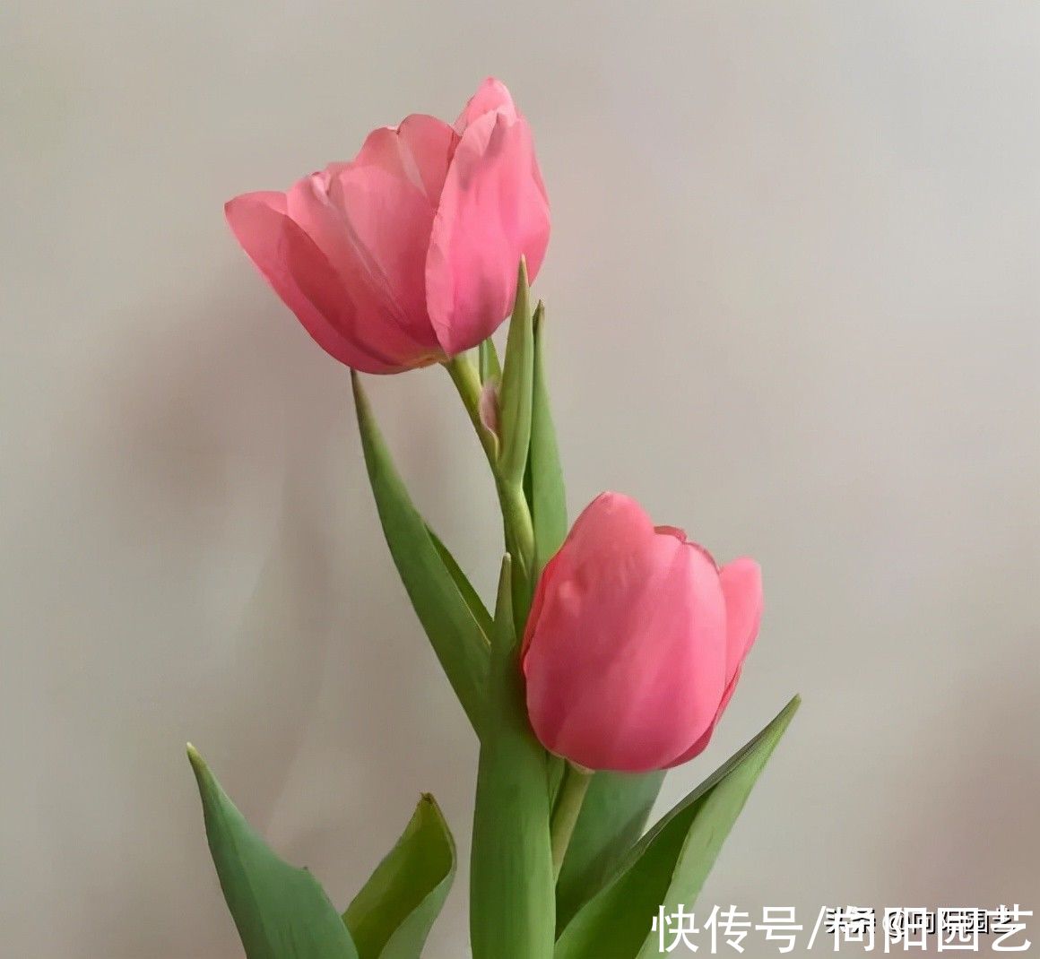 ?开春养花,8种“球茎植物”,种到盆里就开花,有手就会养