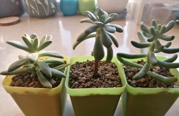  光灯|冬季养多肉，面临缺光问题，使用补光灯时，使用方式要用对