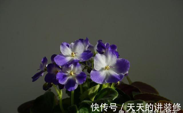 阳台再小,只要把它们养好,晒晒就能开花,打造成漂亮的小花园