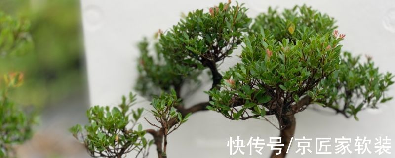 梅雨季节|养了那么多年的植物，你知道小叶赤楠吗？其寓意与象征是什么？