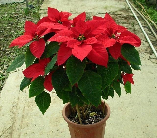 家里养花“别瞎买”,5种花是“有毒”的,对大人小孩都不好