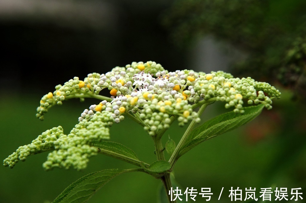 小儿麻痹后遗症|一分钱不花就可治疗颈椎病腰椎病的草药,血满草,接骨草