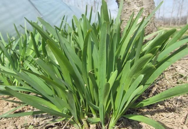 小花|阳台种了3种菜，一茬一茬很新鲜，夏天正好长得旺，吃得过瘾