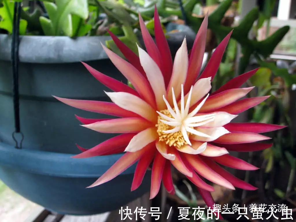 特别小众的13种奇特观赏盆栽，适合养在桌面上，看着都想养几盆