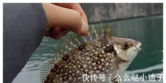 俗称“泥猛鱼”,腹内有臭味,以前不上大席,现在一斤能卖60元