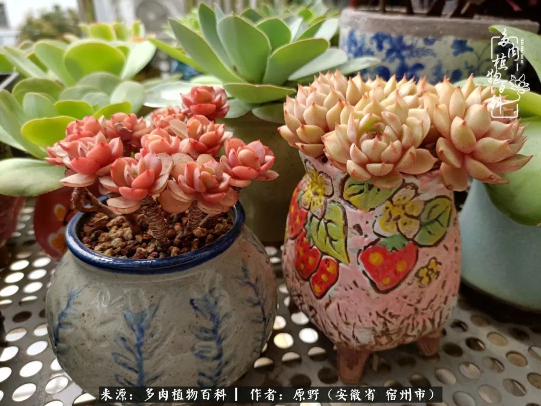 揭秘那些干净又温暖的多肉照片从哪里来