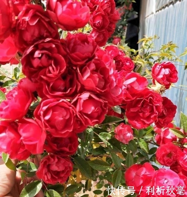 我国“最香爬藤花”,比桂花还要香,家里种一棵香得不得了