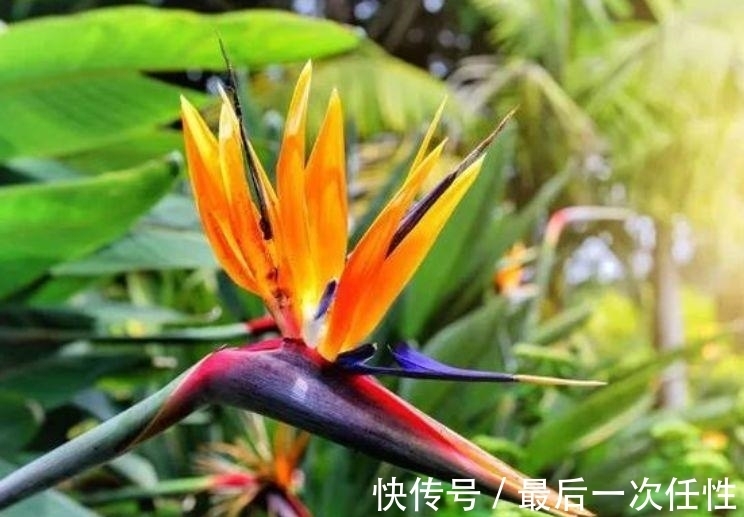 马蹄莲|冬天养此款花卉,风吹开花旺,花色繁多易爆盆,娇艳欲滴