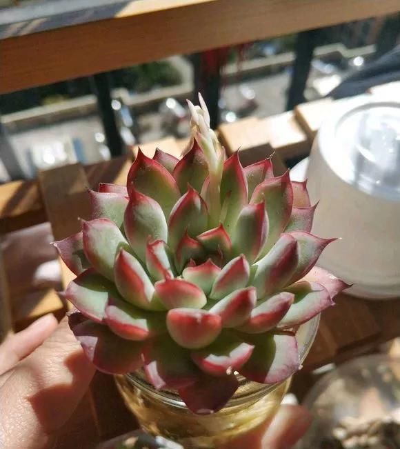 芦荟|这3种花养不好,赶紧扔水里,越长越来劲