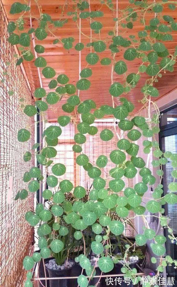 大肚子|6种耐旱花，“大肚子”里面都是水，一个月不浇也没事！