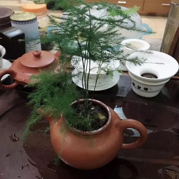 花友|旧茶壶种点花，秒变高端盆景，卖300一个邻居抢着要